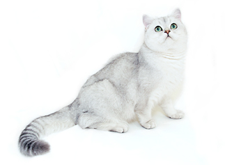 Stud Pedegree Vignati S British Shorthair Pedigree Cat Breeding